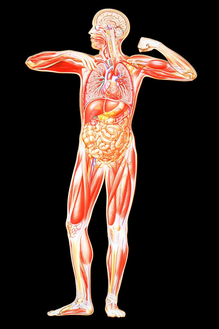 Human body anatomy