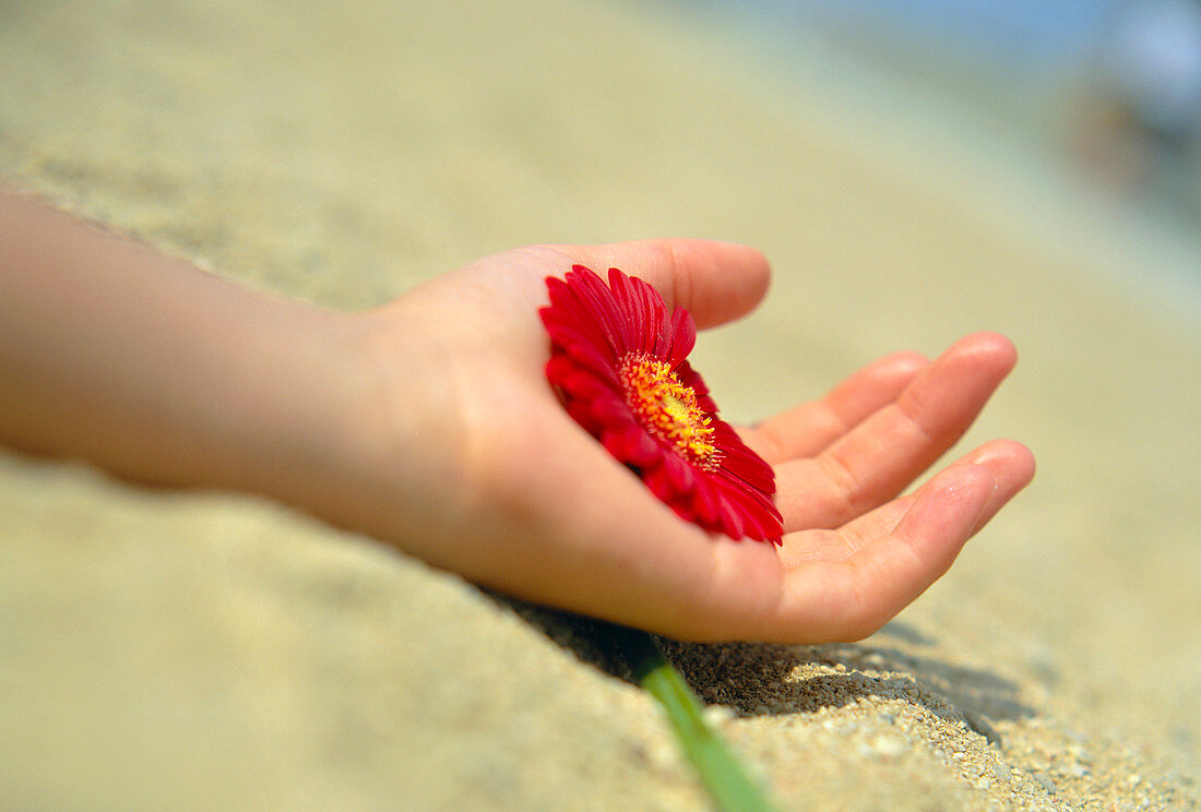 Flower held in a hand