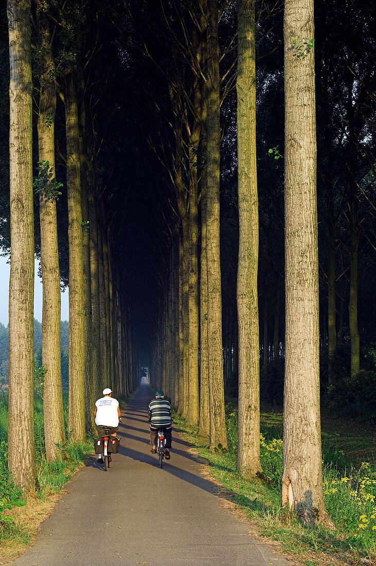 Cyclists riding along tree lined road