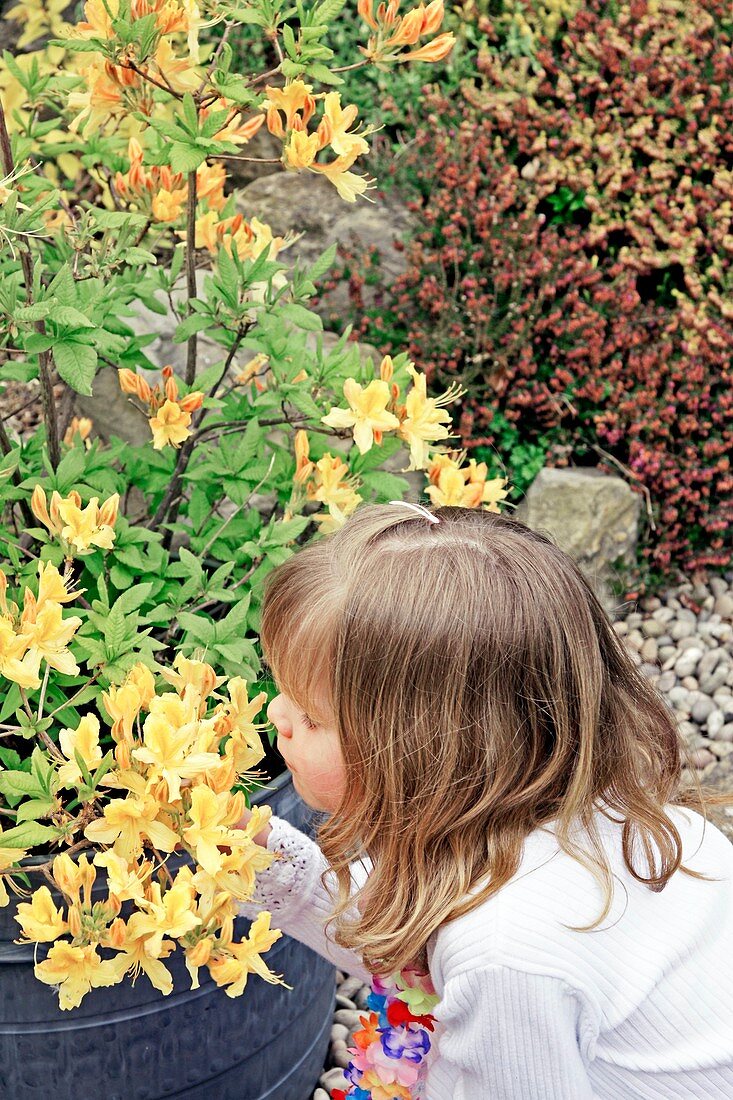 Girl smelling rhododendrons