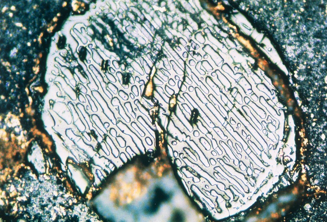 PLM of a section through a stony meteorite