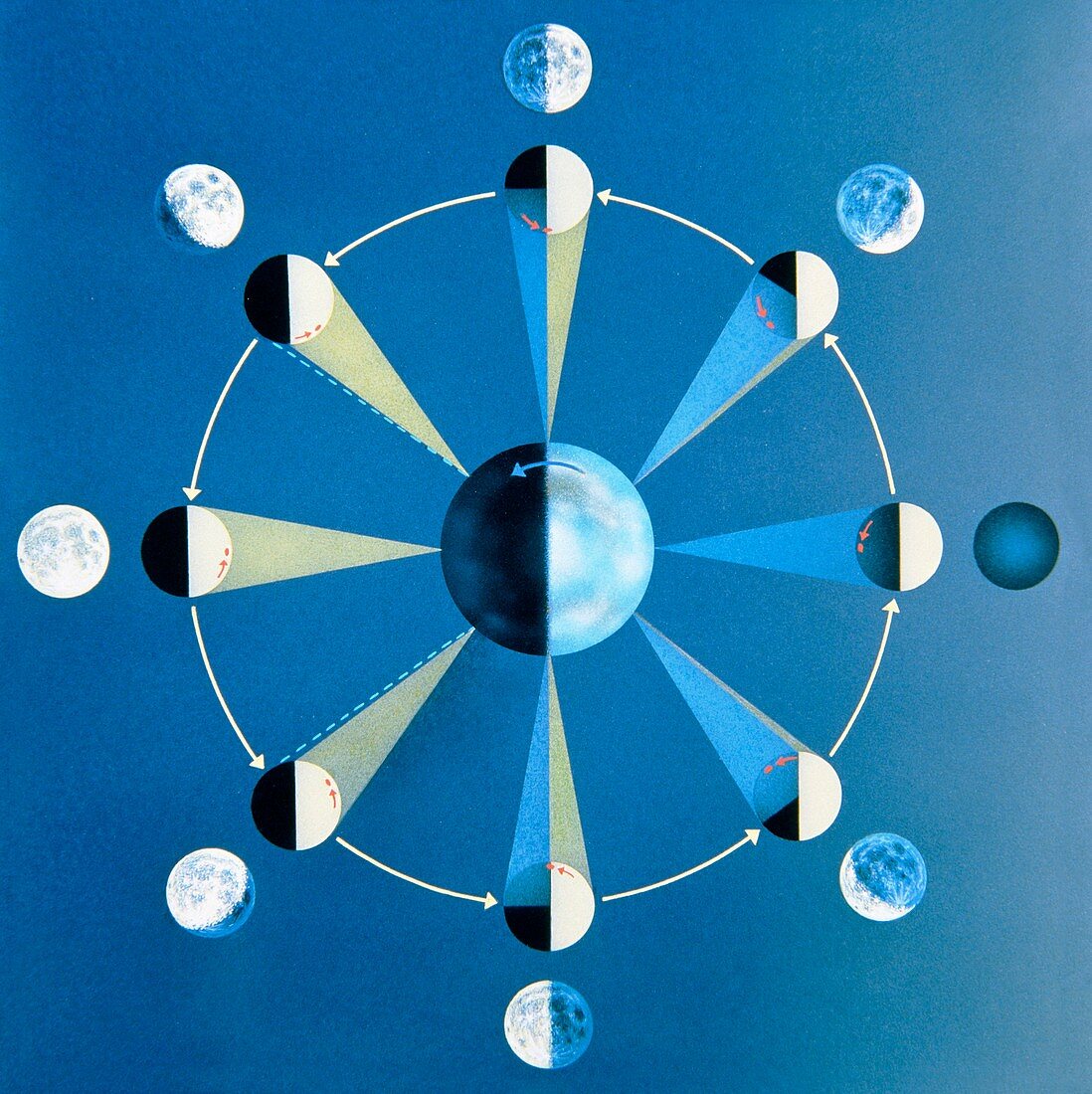 Artwork showing the phases of the Moon