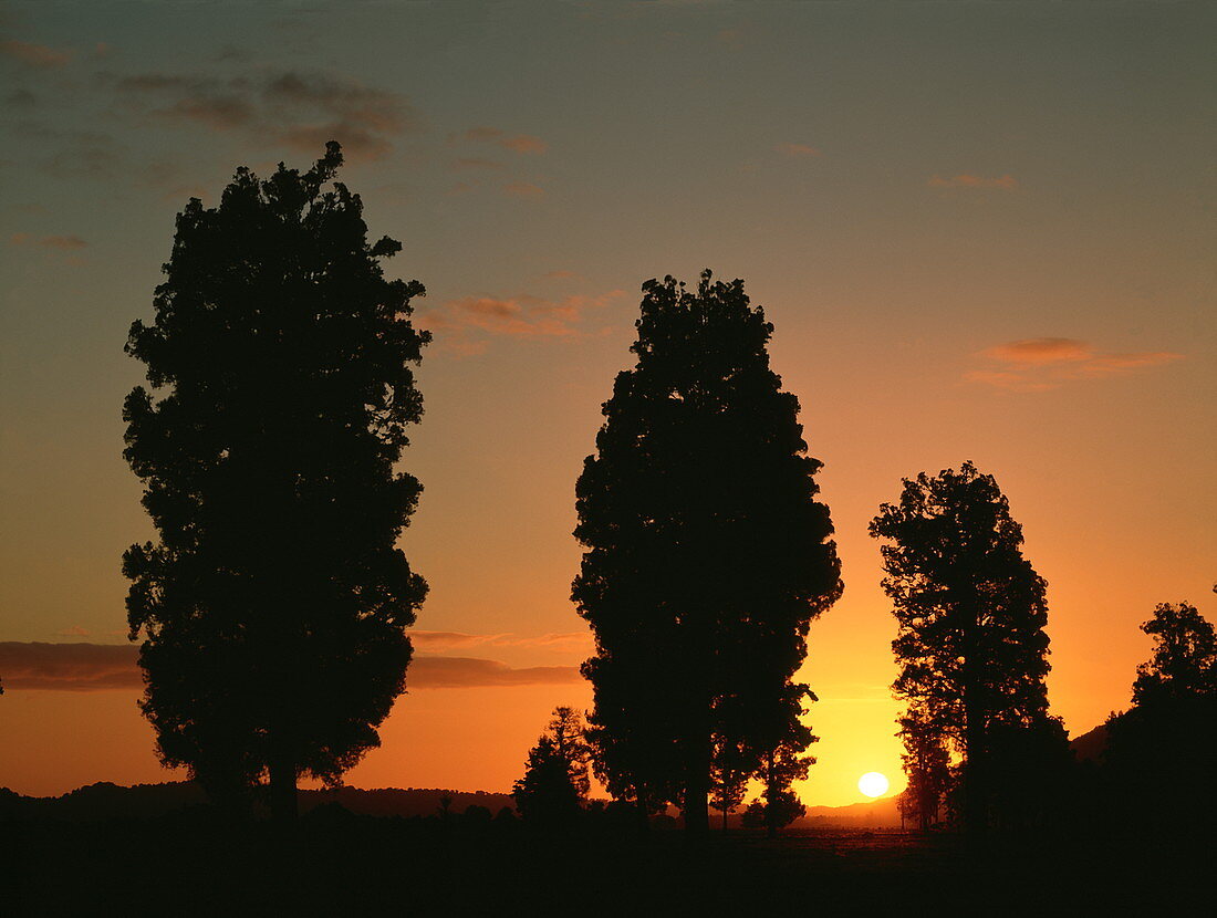 Sunset & trees