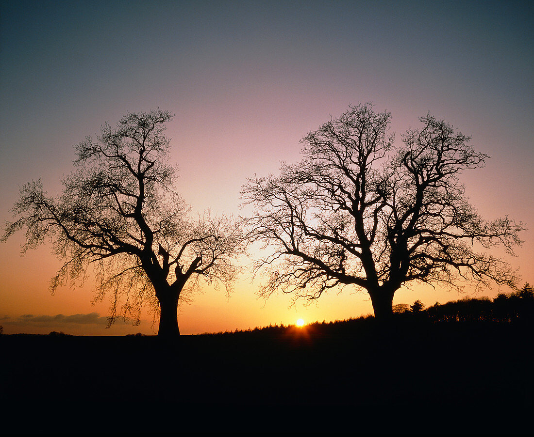 Sun setting between two oak trees