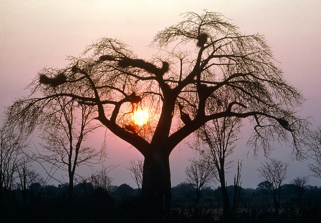 Sunrise behind a baobab tree,Adansonia digitata