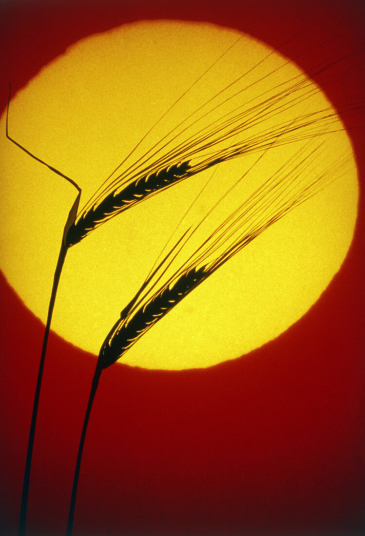 Photo of ears of wheat against the setting sun