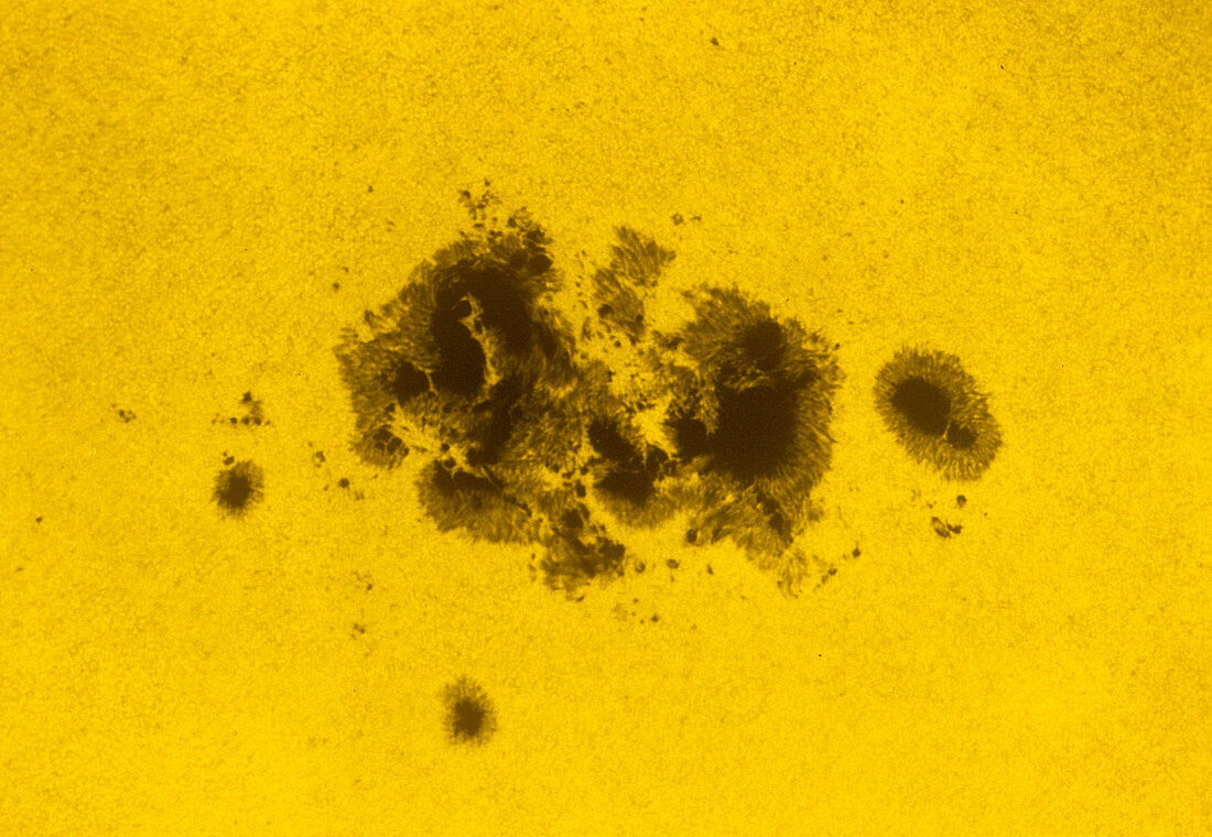 False-colour image of sunspots taken 17 May 1951