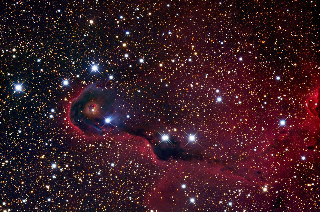Elephant's trunk nebula (VDB 142)
