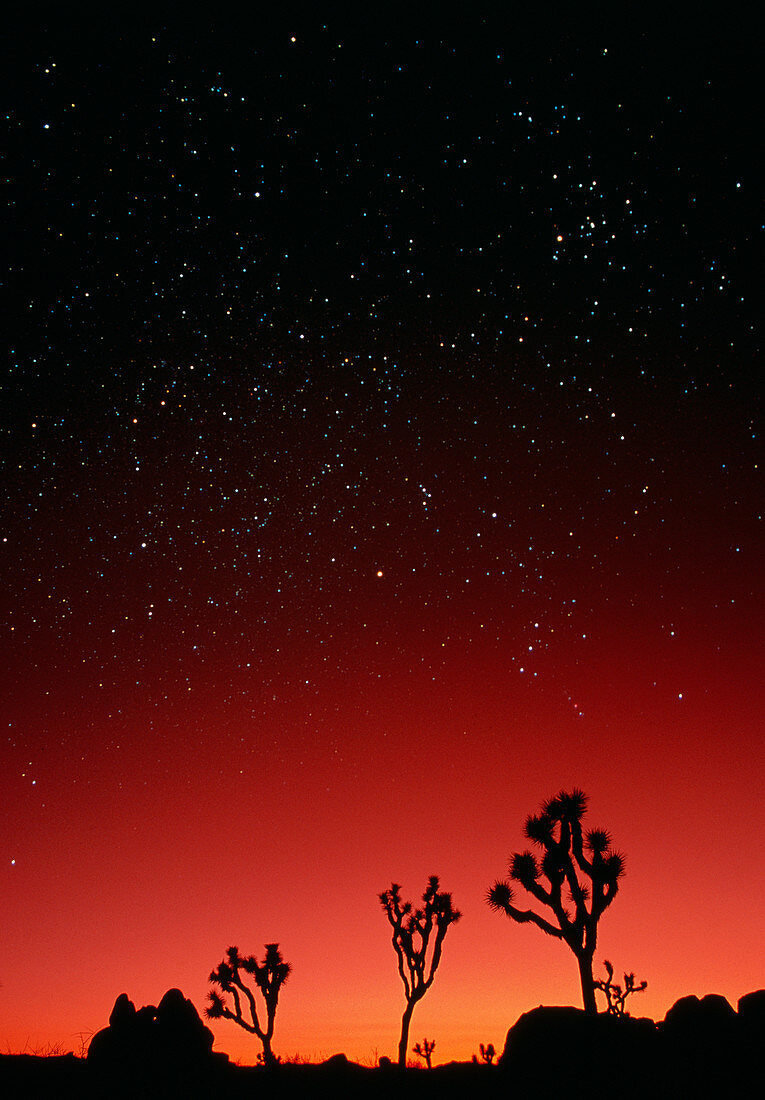 Starry sky and sunset taken in Joshua Tree Park