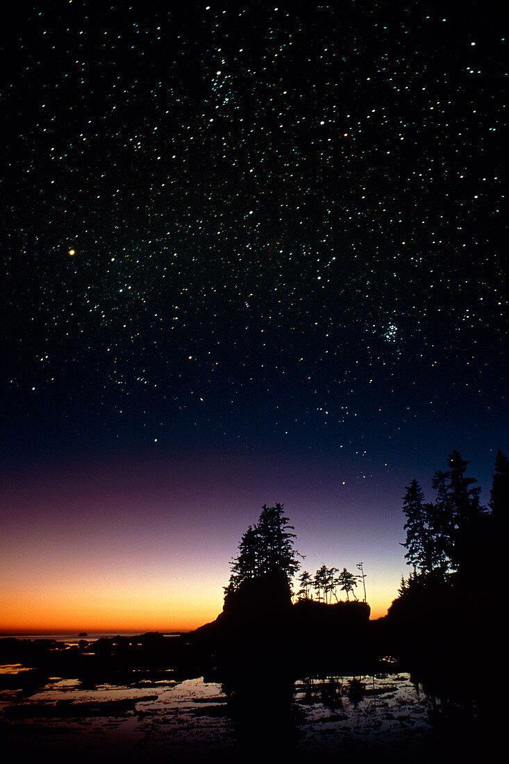 Starfield over a group of coastal trees