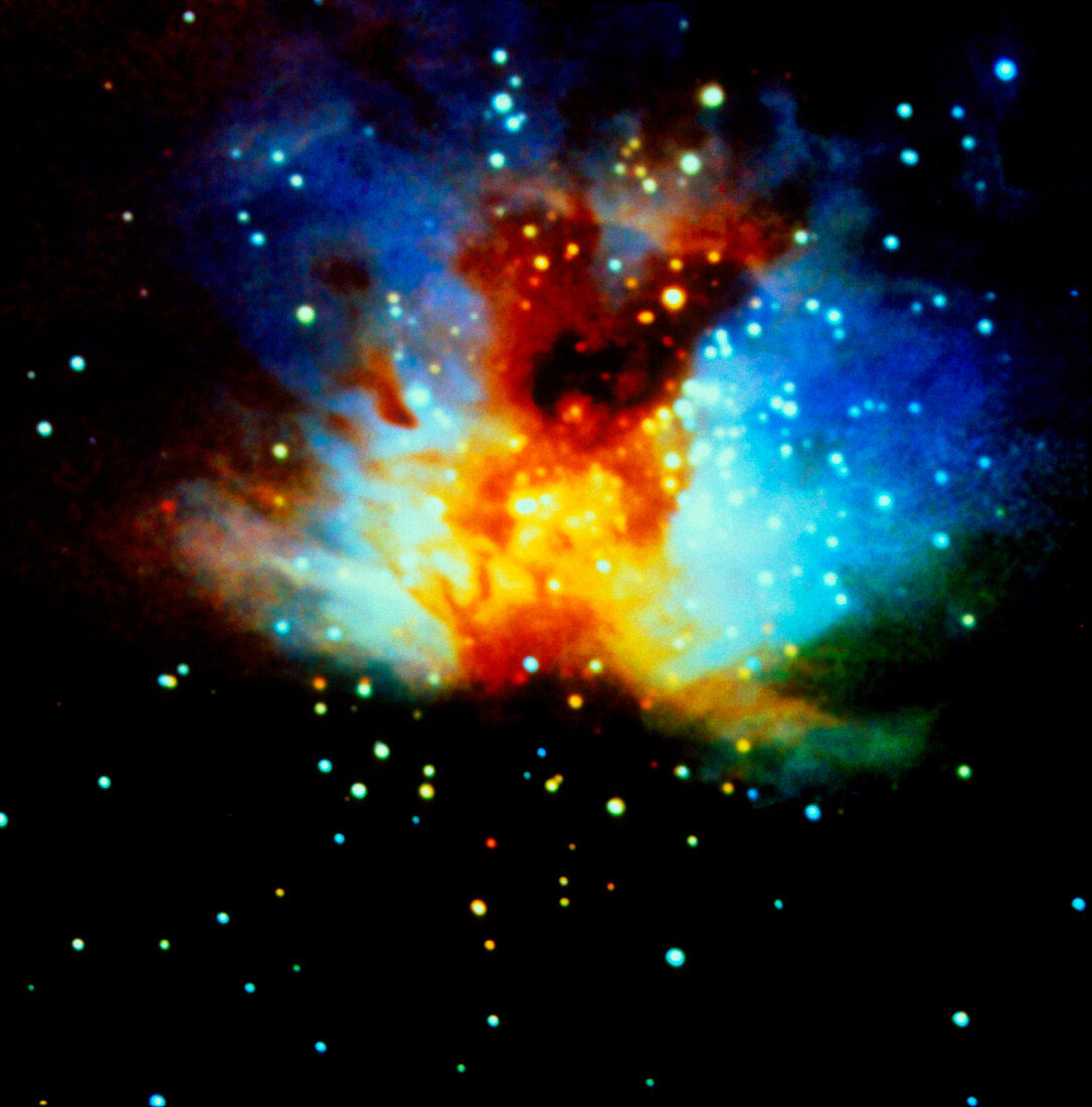 Stellar formation in the nebula NGC 2024