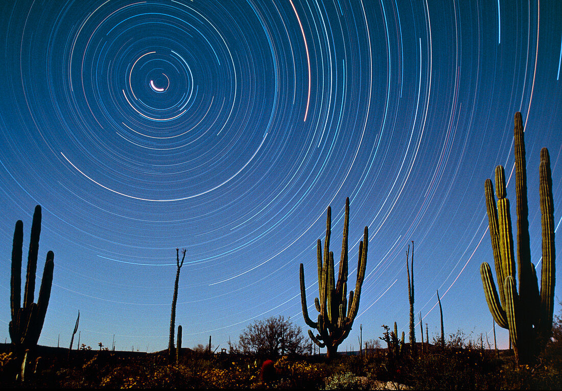 Star trails over cacti