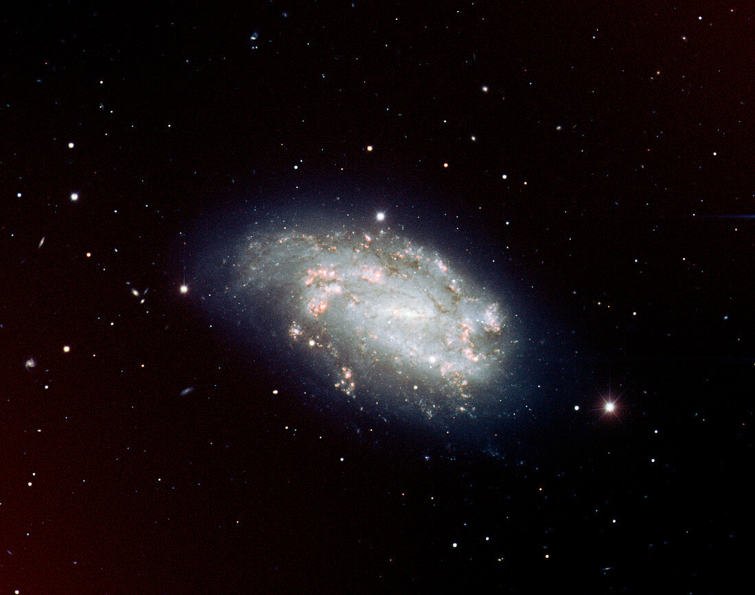 Supernova in galaxy NGC 1559