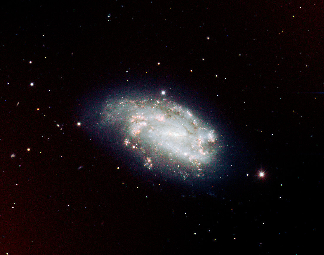 Supernova in NGC 1559