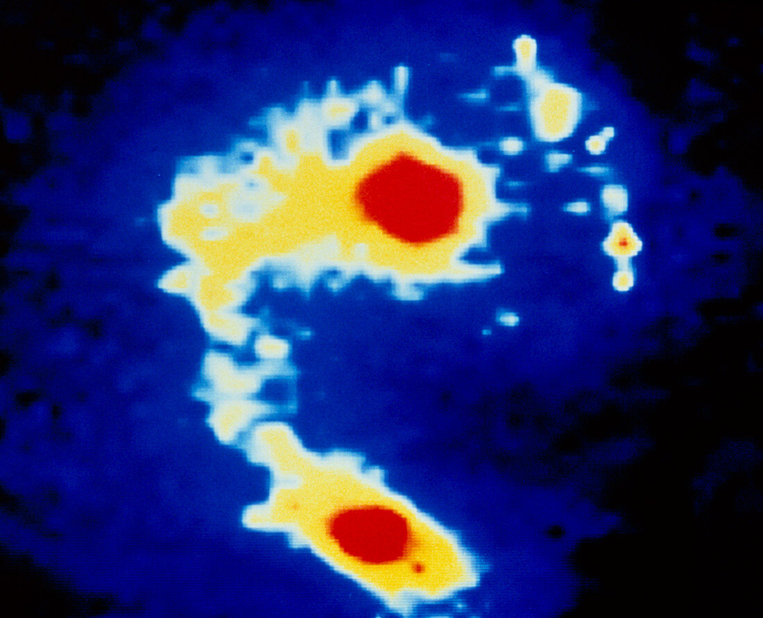 False-colour infrared image of the Antennae system