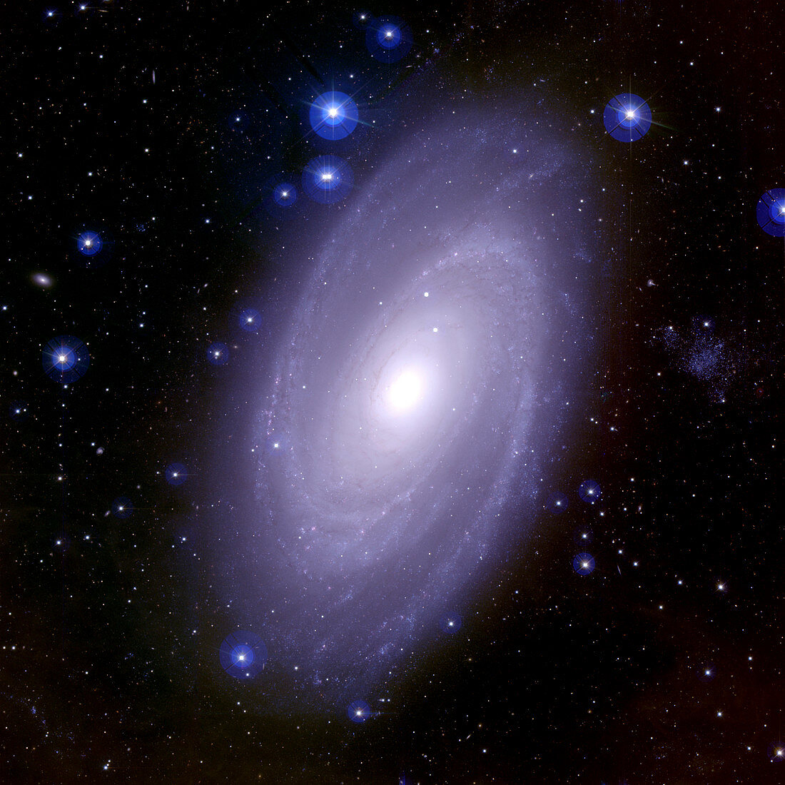 Spiral galaxy M81