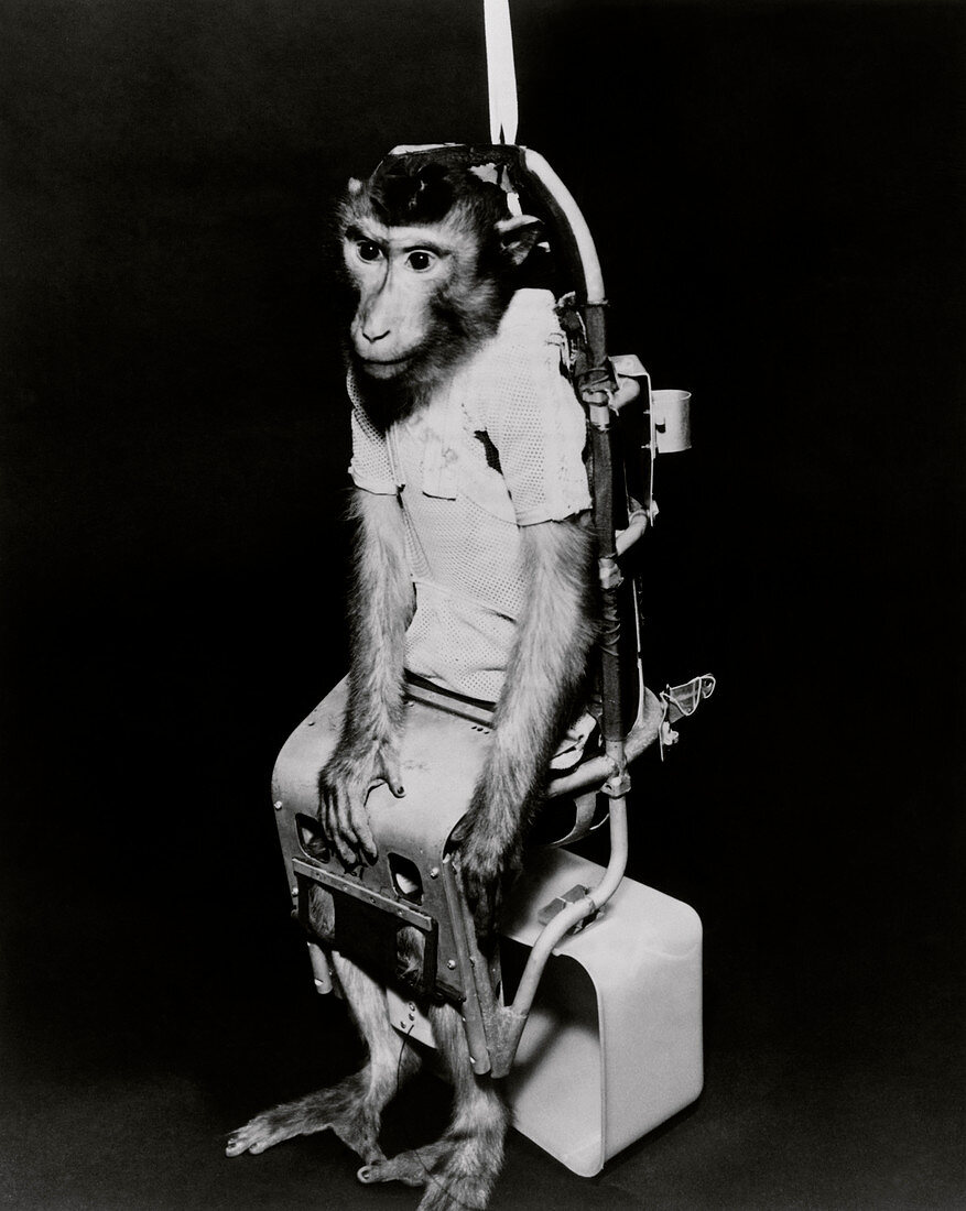 Pigtail monkey used in Biosatellite flight