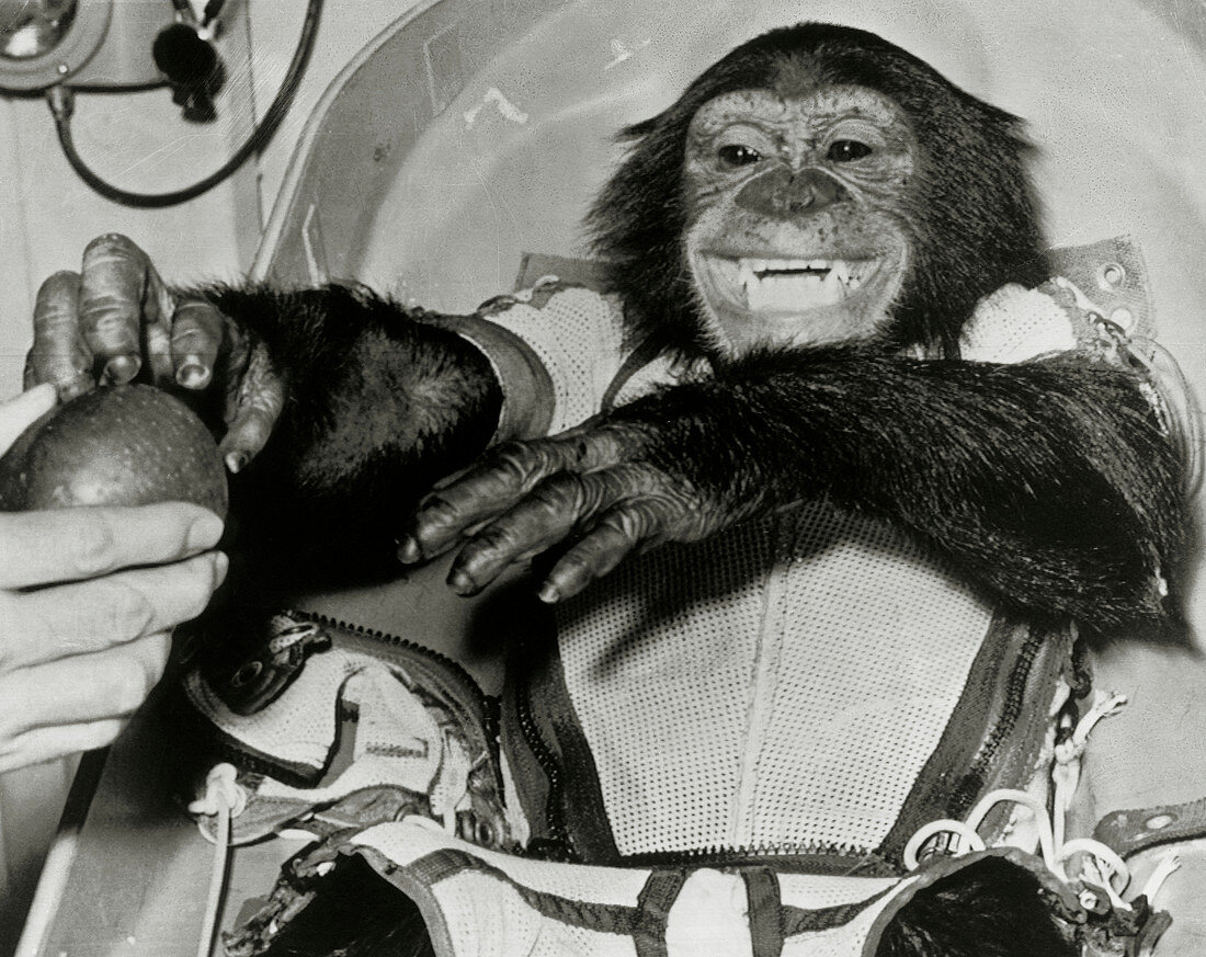Chimp Ham after Mercury MR2 flight