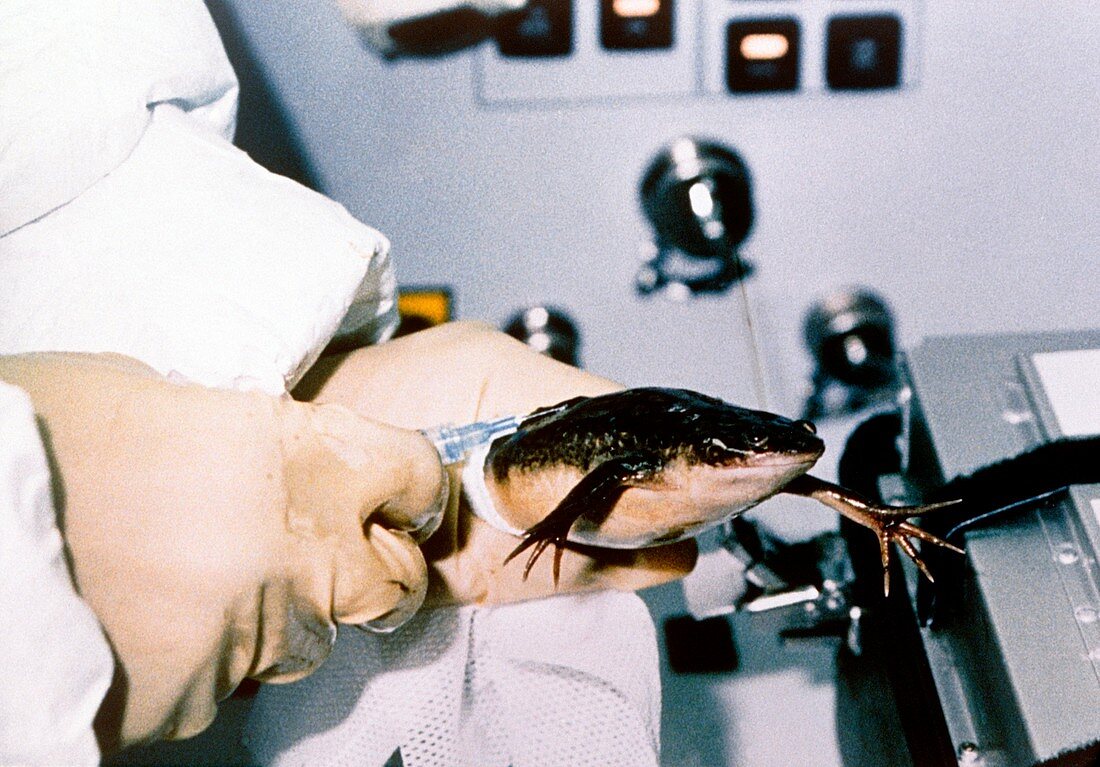 Spacelab-J frog experiment,1992