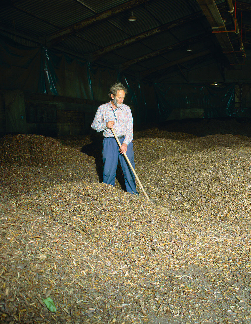 Coppiced poplar wood chips in storage