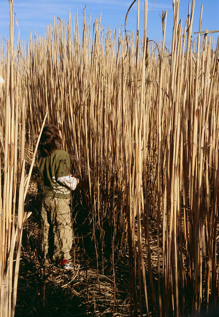 Child in a Miscanthus grass biofuel field