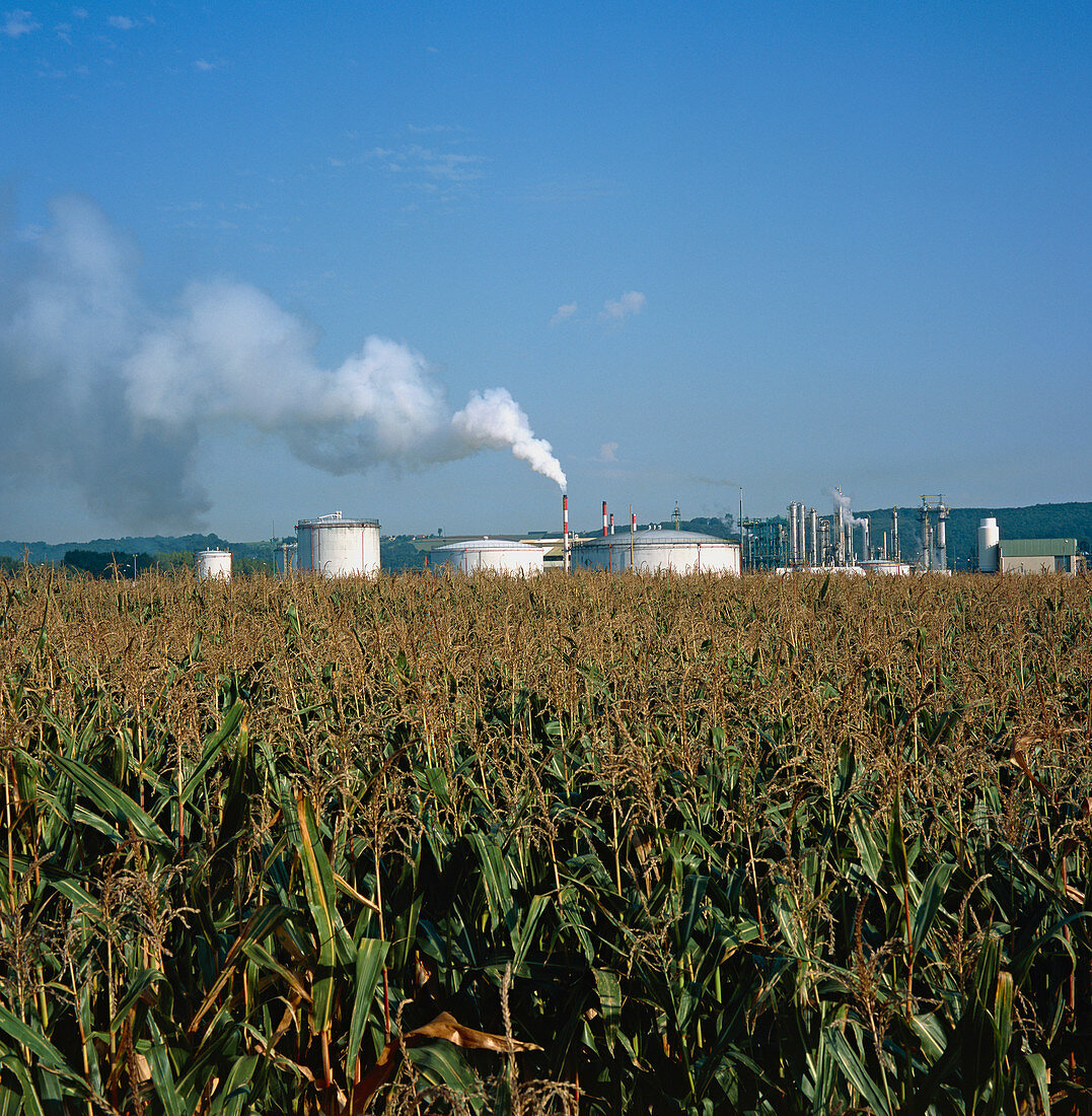 Maize field and bioethanol refinery