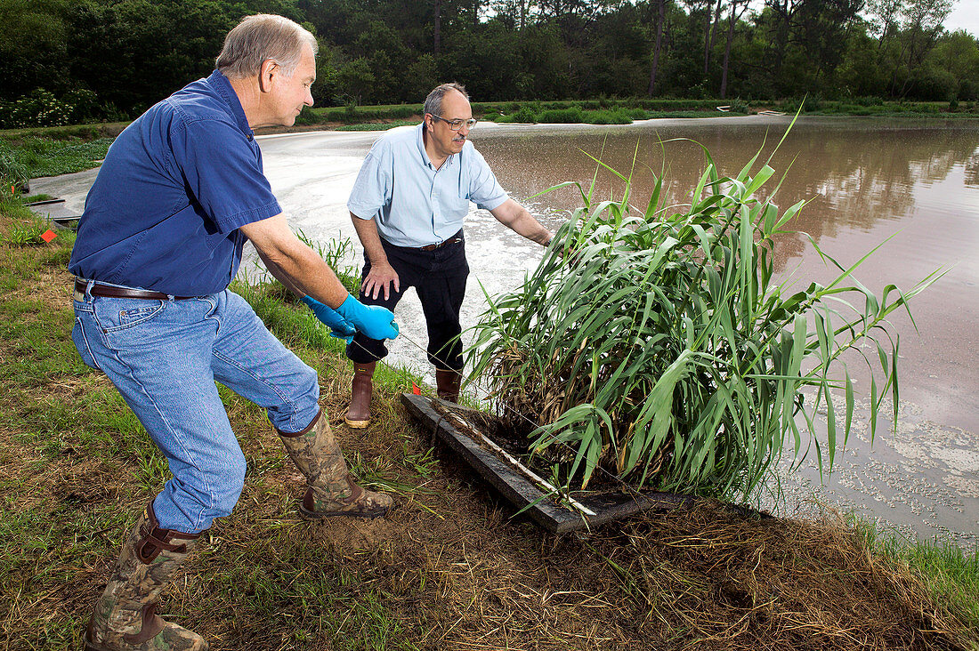 Biofuel research,giant reed plant