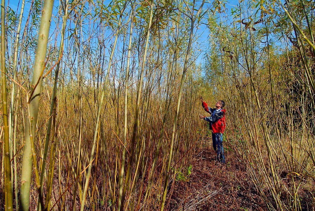 Willow grown for bioenergy