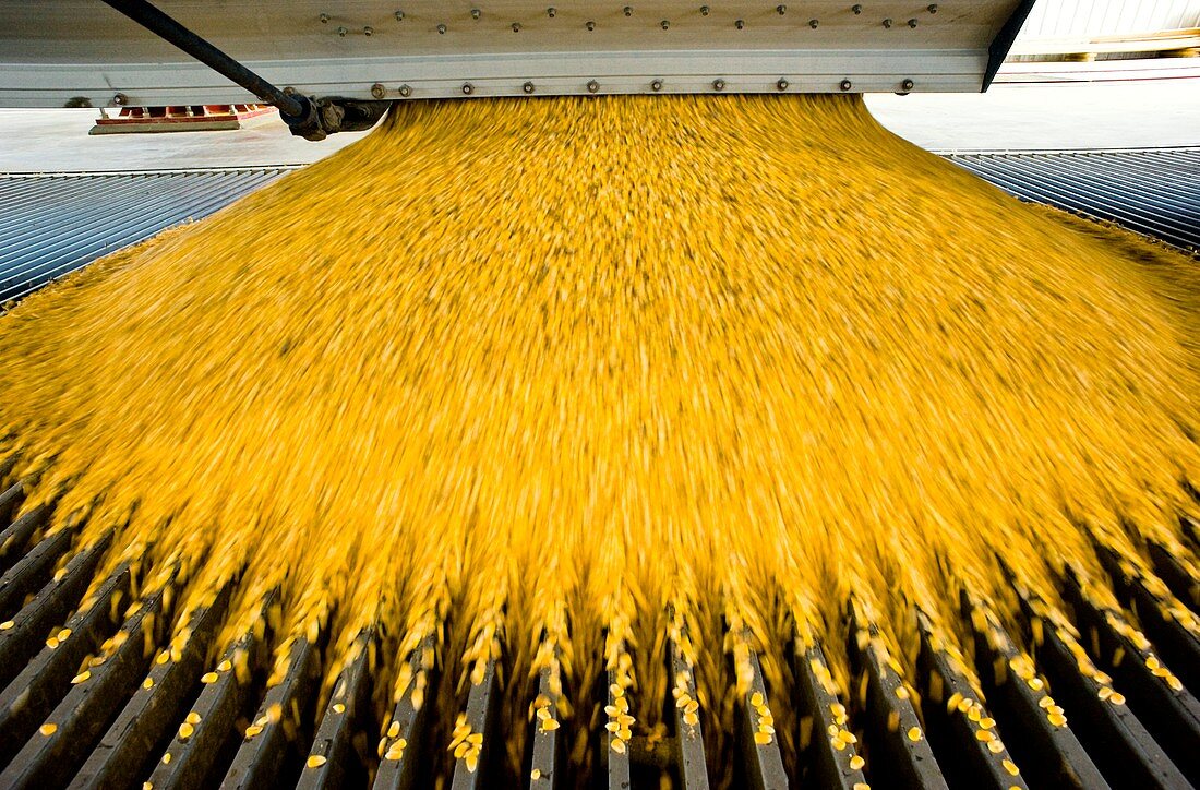 Corn ethanol processing plant