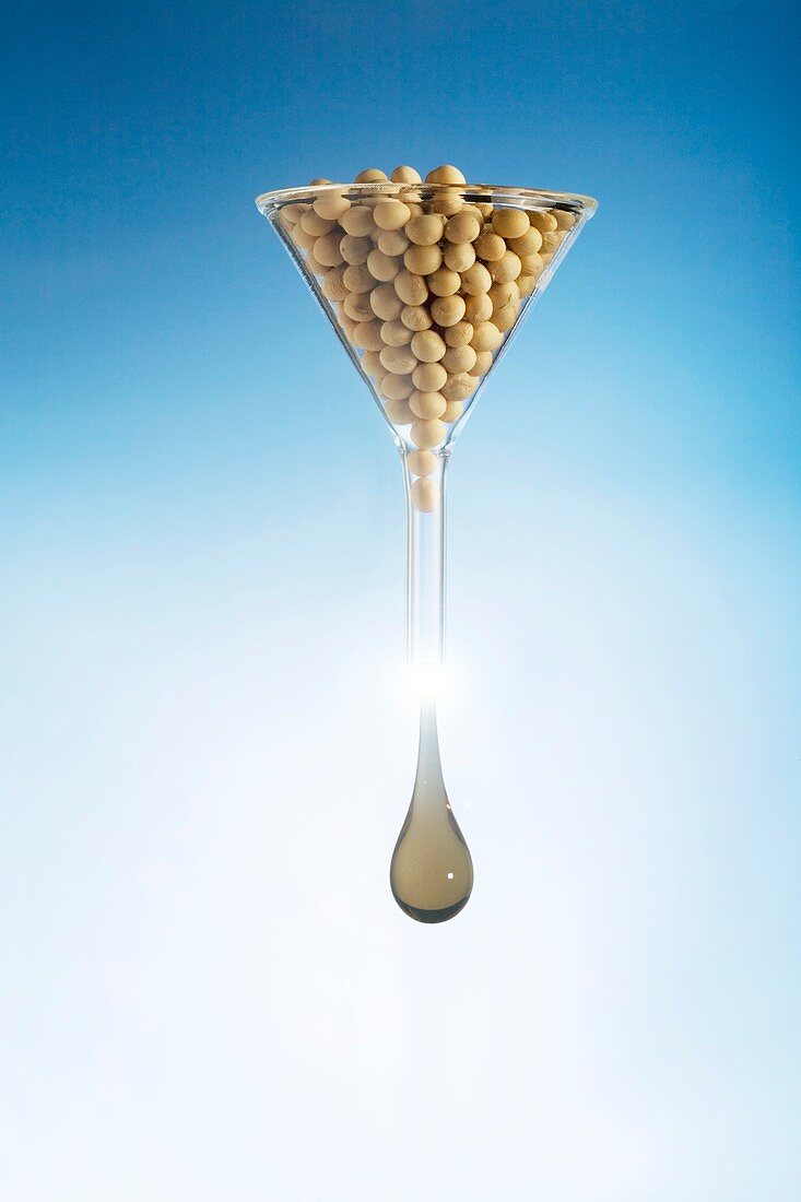 Using soy to produce biofuels