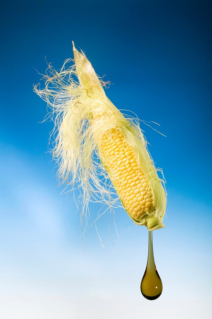 Using maize to produce biofuels