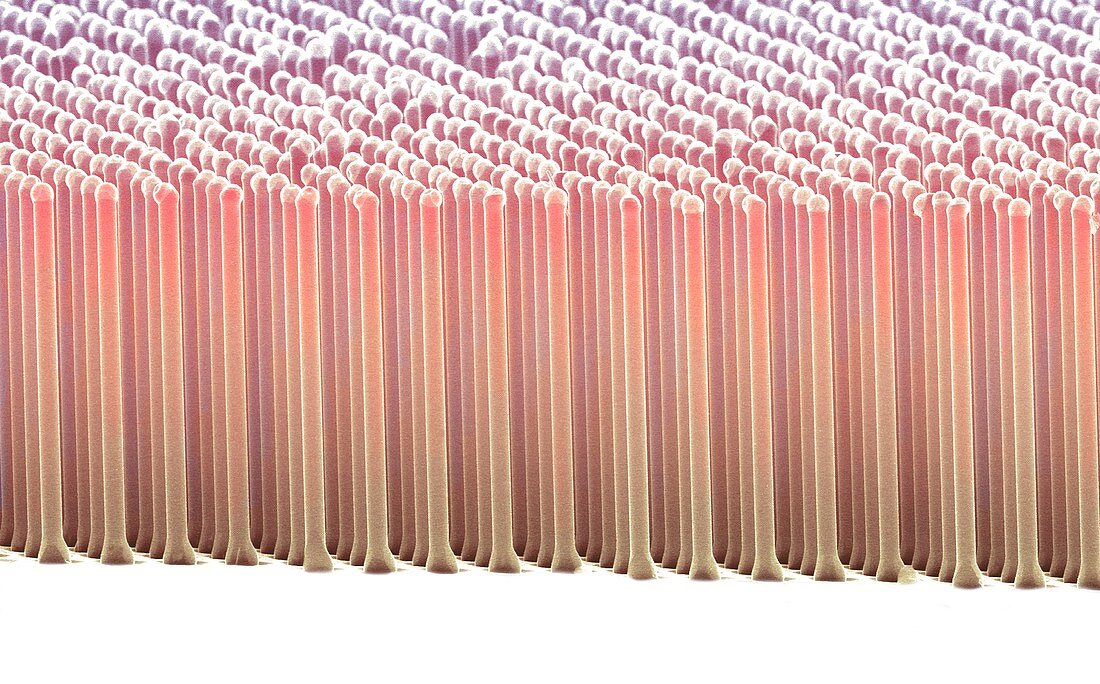 Silicon nanorods,SEM