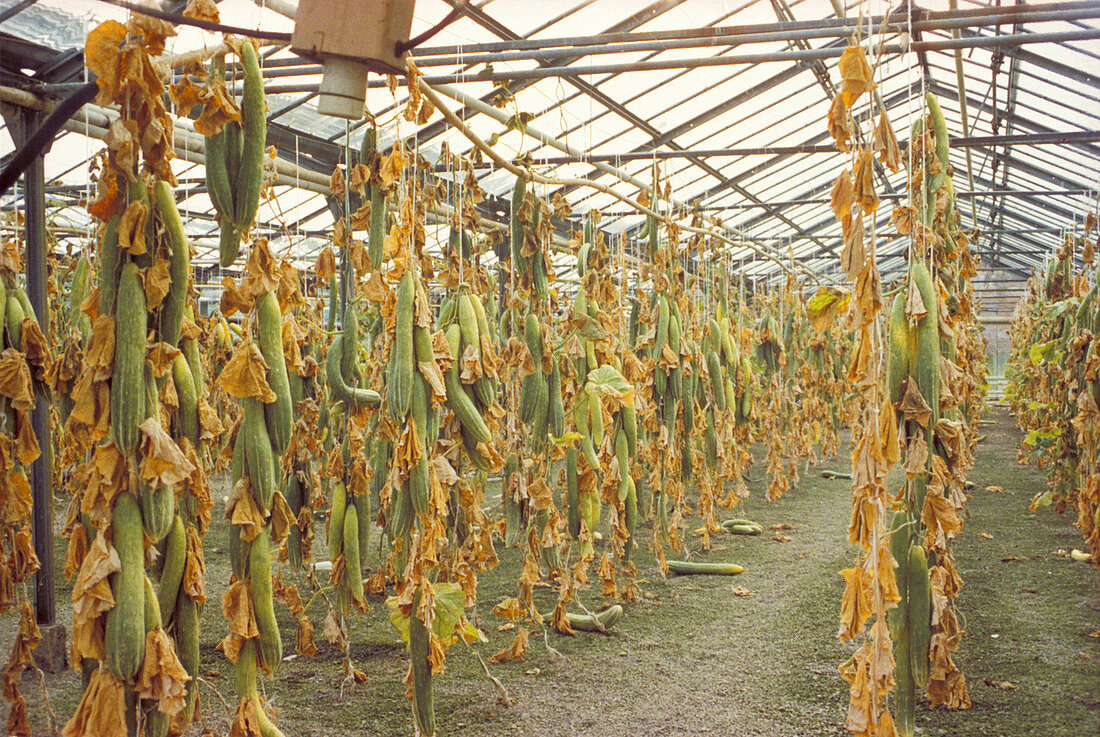 Mutated cucumber plants near Chernobyl