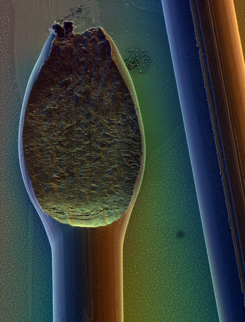Coloured SEM of micro-wire bond on silicon chip