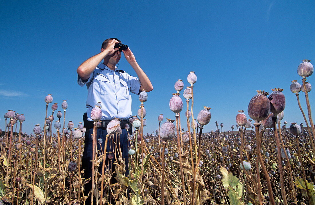 Opium poppy field patrol