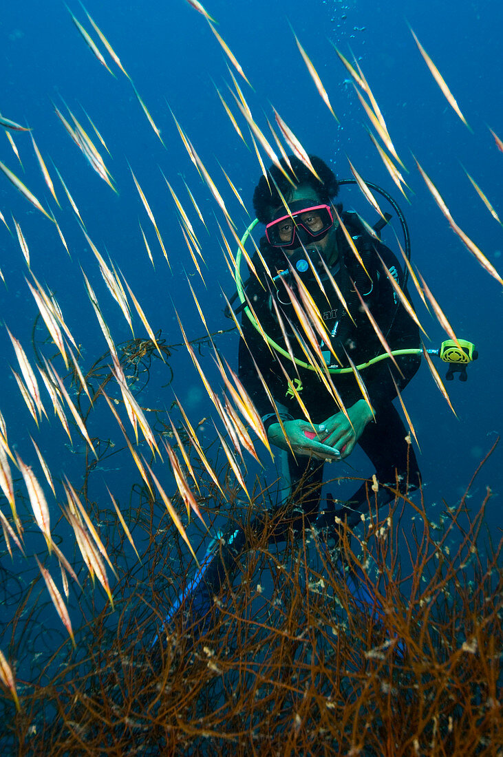 Diver amongst a school of shrimpfish