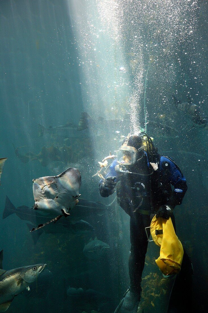 Scuba diver feeding fish