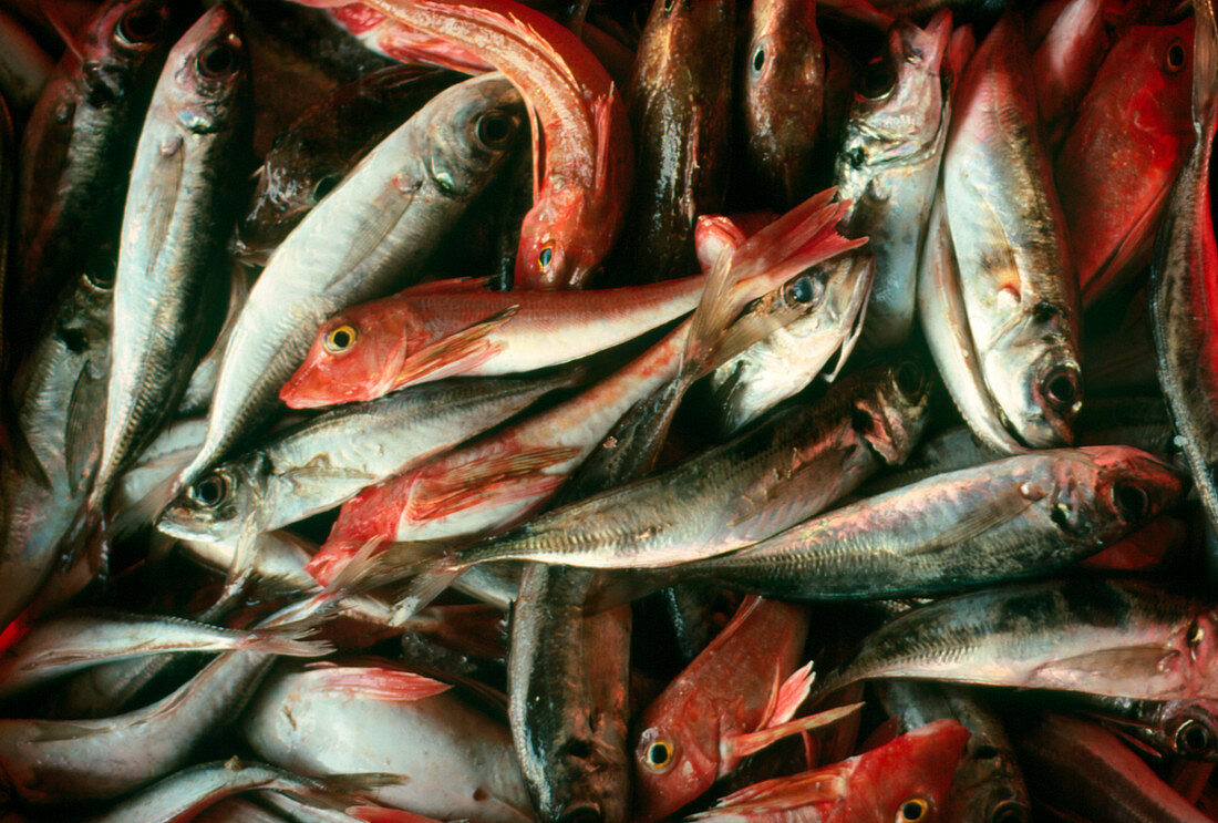 Red gunards and herring