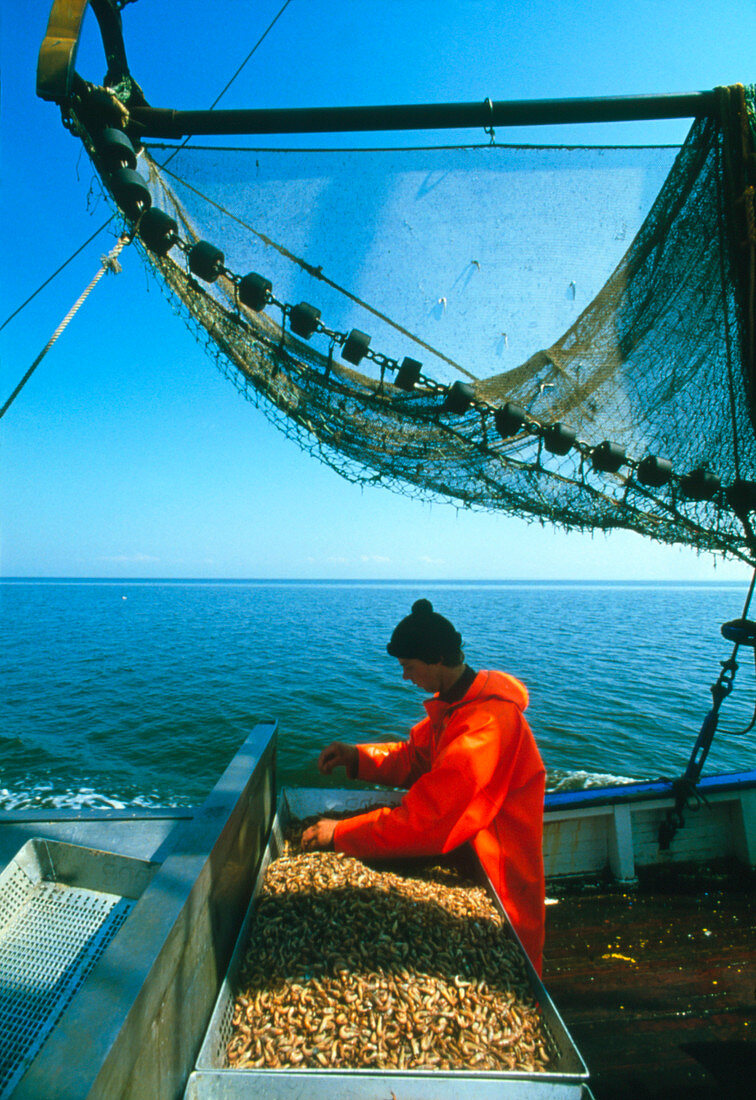 Fisherman sorting shrimp