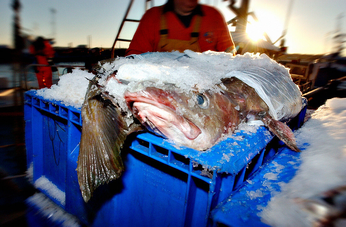 Freshly caught cod