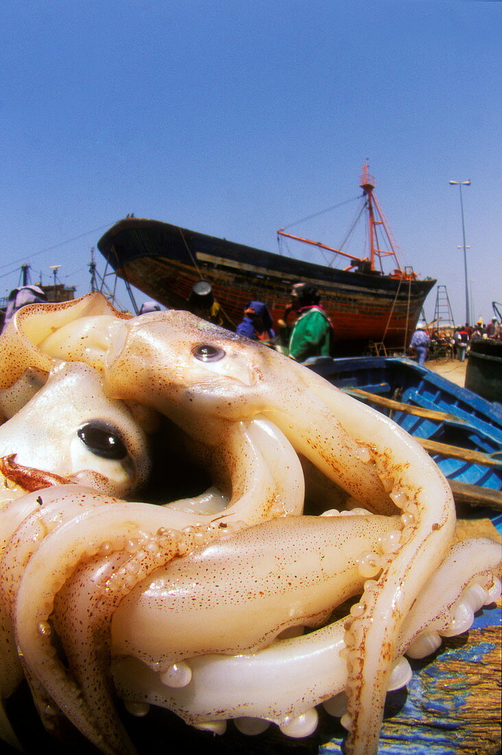 Squid catch
