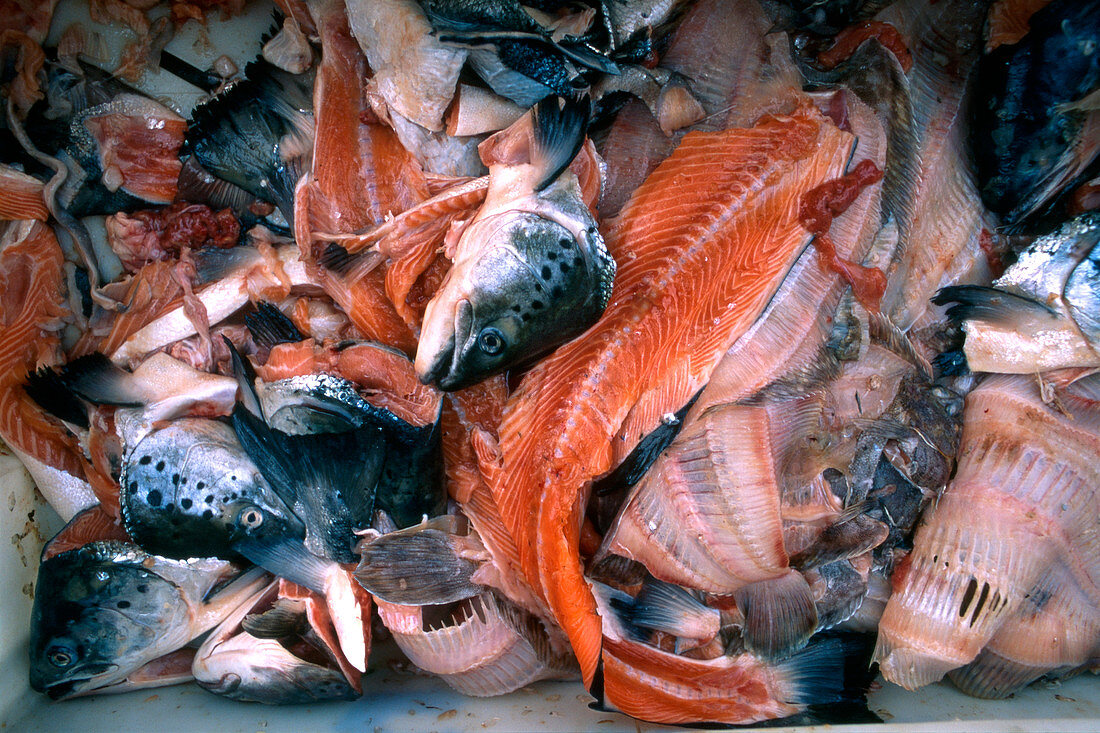 Fish processing waste
