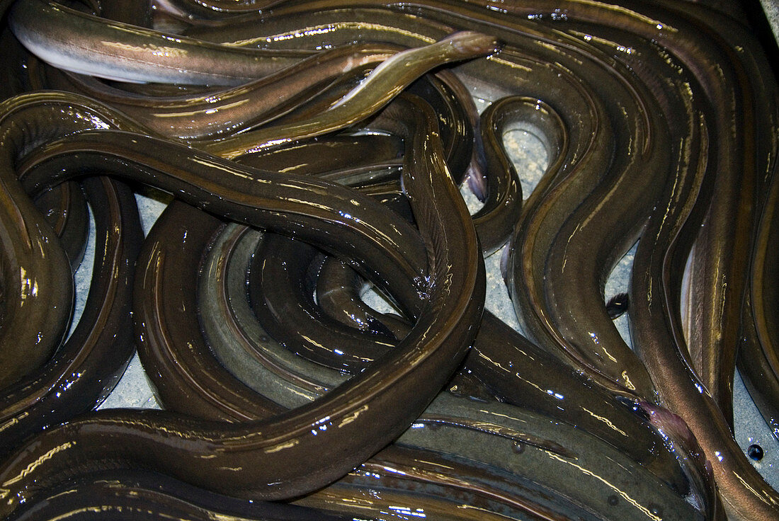 Fresh eels