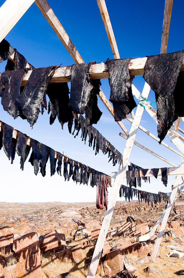 Whale meat drying