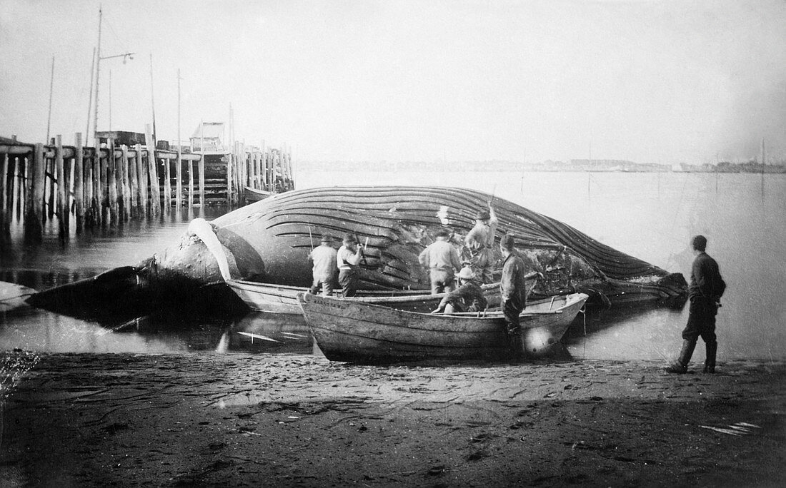Cutting up a whale,early 20th century