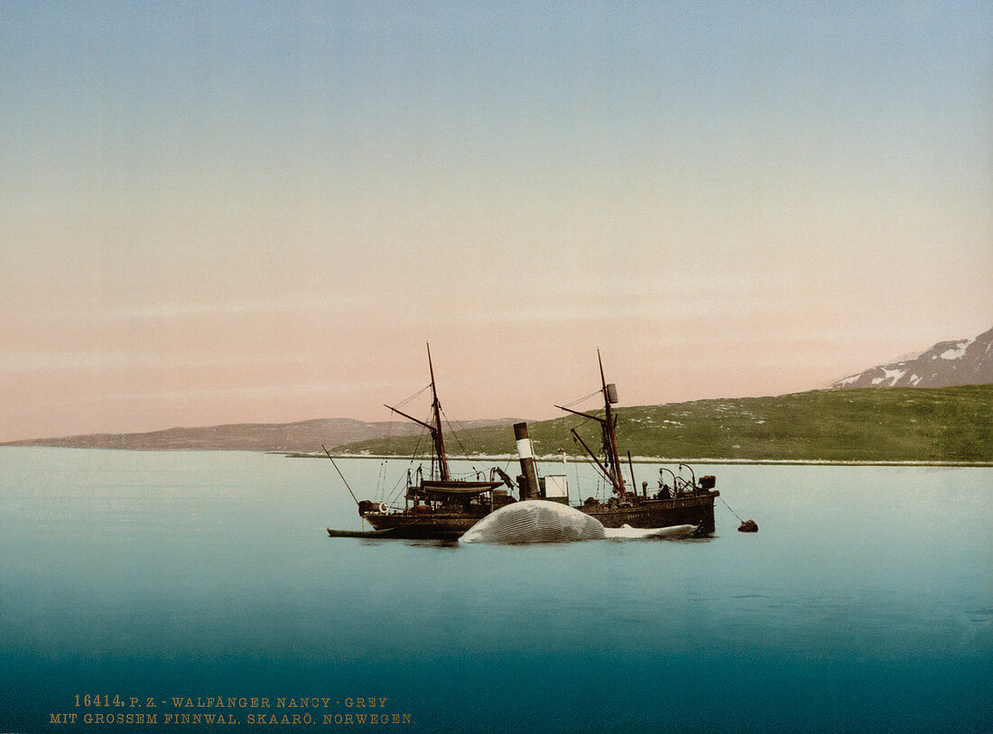 Whaling ship,Norway,19th century