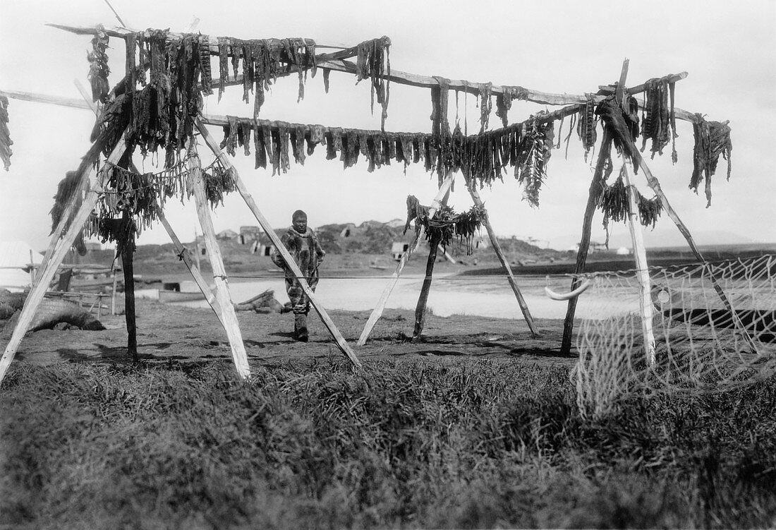 Drying whale meat,Alaska,1929