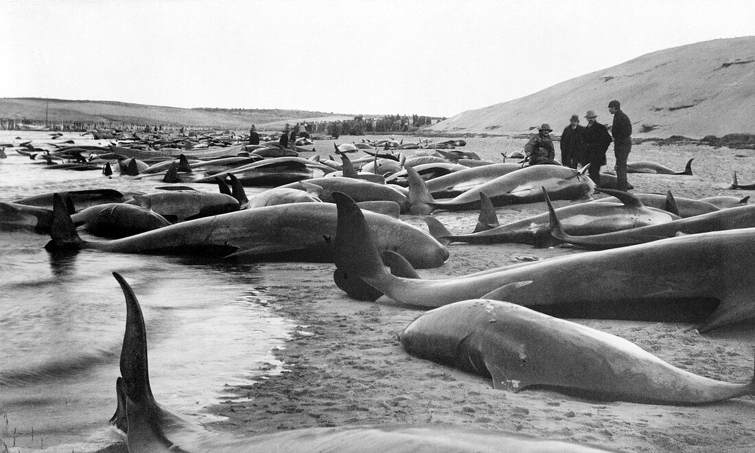 Whale hunting,USA,1885