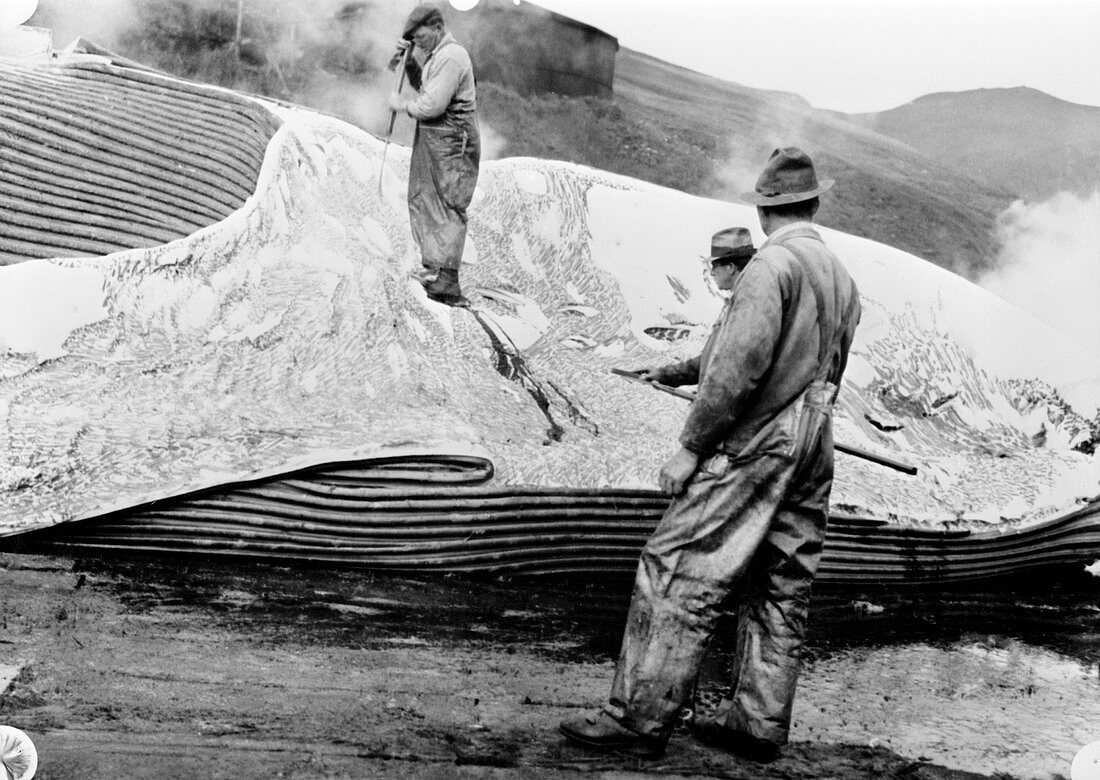 Cutting up a dead whale,mid-20th century