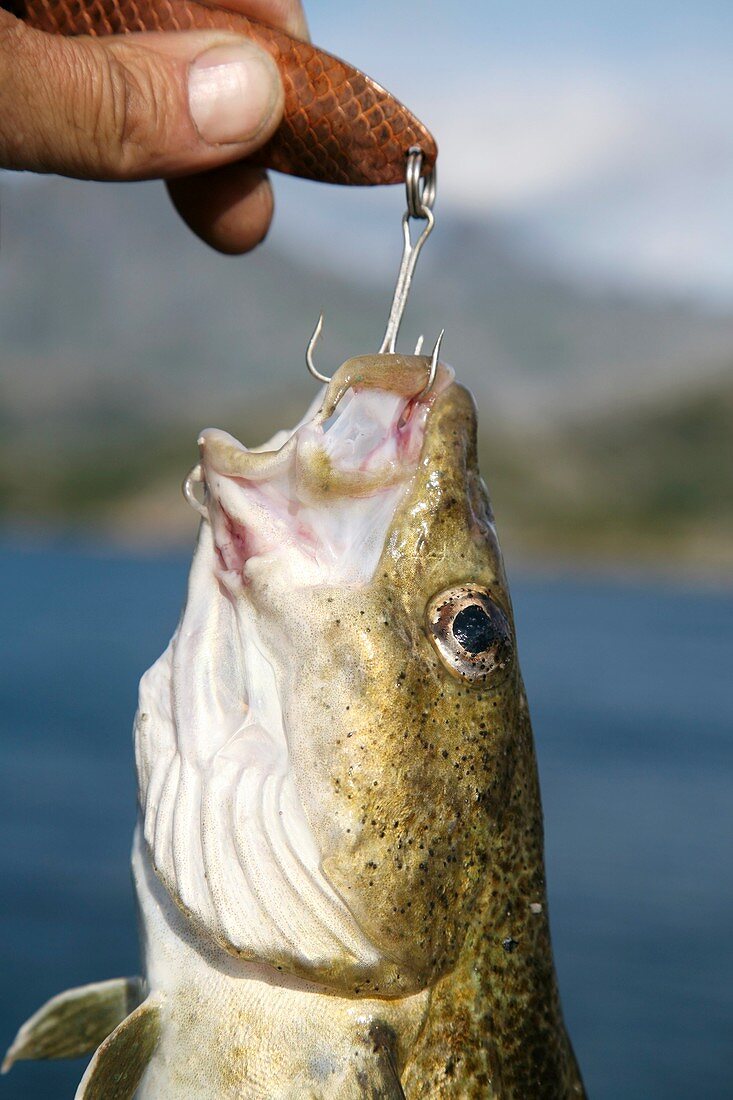 Atlantic cod caught on a fishing hook